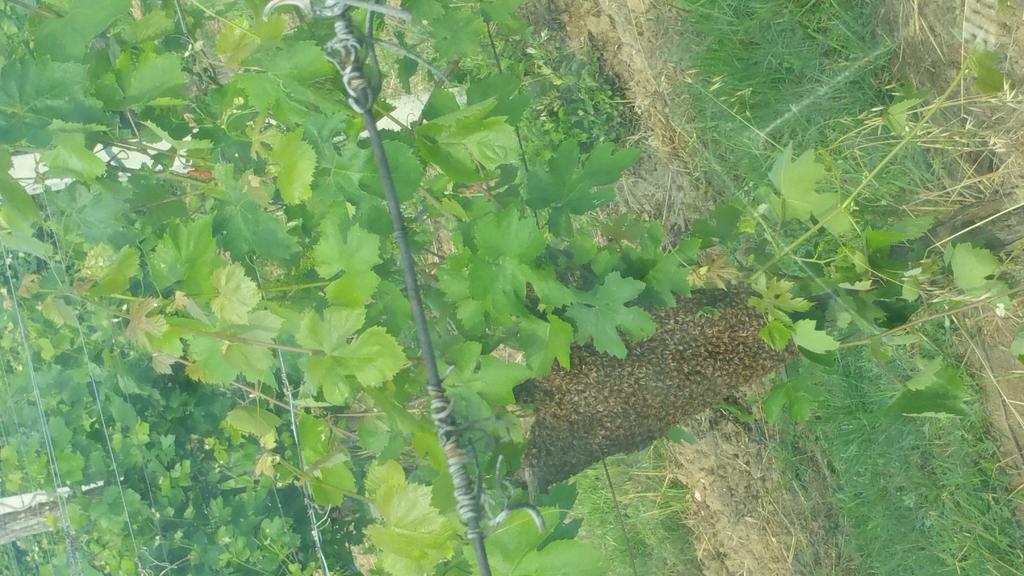 Pietra Maula Agriturismo Castelraimondo Екстериор снимка