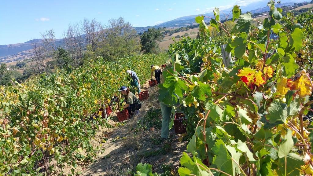 Pietra Maula Agriturismo Castelraimondo Екстериор снимка
