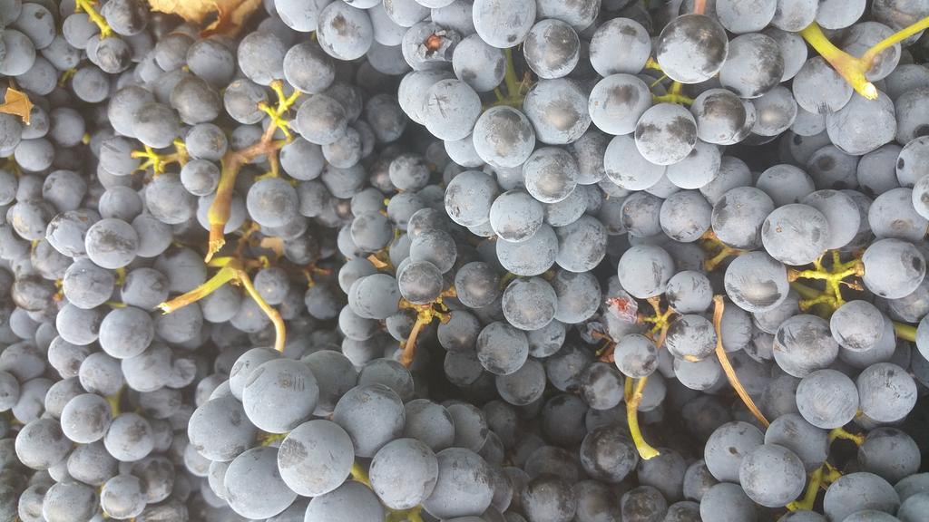 Pietra Maula Agriturismo Castelraimondo Екстериор снимка