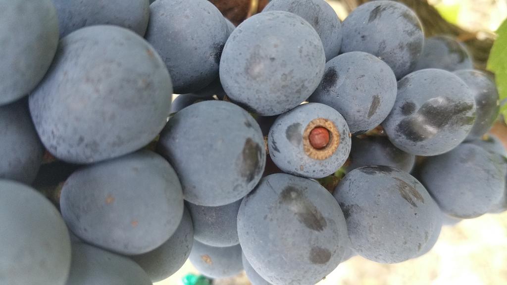 Pietra Maula Agriturismo Castelraimondo Екстериор снимка