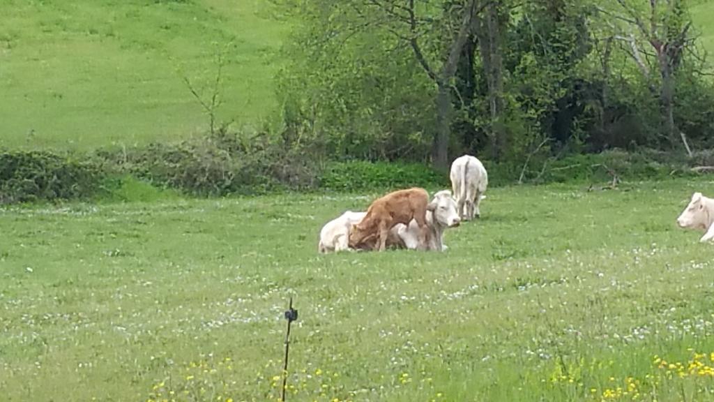 Pietra Maula Agriturismo Castelraimondo Екстериор снимка